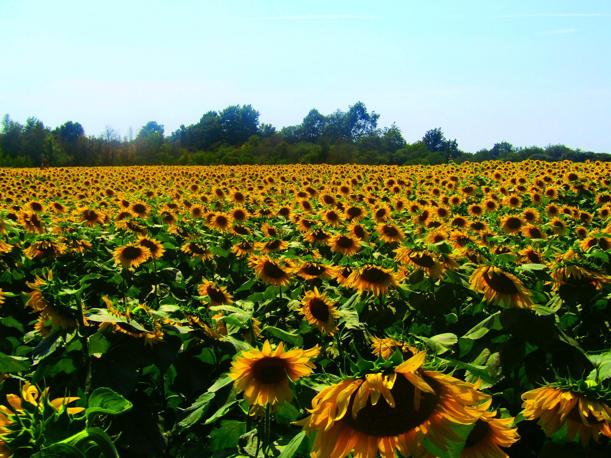 sunflowers